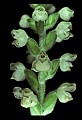 01140-00025-Downy Rattlesnake Plantain, Goodyera pubescens.jpg