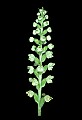 01140-00026-Downy Rattlesnake Plantain, Goodyera pubescens.jpg
