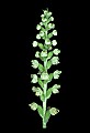 01140-00029-Downy Rattlesnake Plantain, Goodyera pubescens.jpg