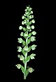 01140-00030-Downy Rattlesnake Plantain, Goodyera pubescens.jpg