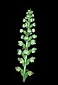 01140-00031-Downy Rattlesnake Plantain, Goodyera pubescens.jpg