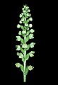 01140-00033-Downy Rattlesnake Plantain, Goodyera pubescens.jpg