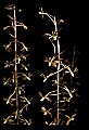 01145-00001-Crane-fly Orchid, Tipularia discolor.jpg