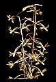 01145-00011-Crane-fly Orchid, Tipularia discolor.jpg