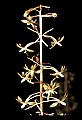 01145-00012-Crane-fly Orchid, Tipularia discolor.jpg