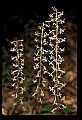 01145-00014-Crane-fly Orchid, Tipularia discolor.jpg