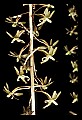 01145-00015-Crane-fly Orchid, Tipularia discolor.jpg