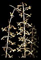 01145-00017-Crane-fly Orchid, Tipularia discolor.jpg