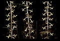 01145-00022-Crane-fly Orchid, Tipularia discolor.jpg