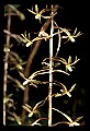 01145-00023-Crane-fly Orchid, Tipularia discolor.jpg