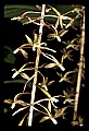 01145-00025-Crane-fly Orchid, Tipularia discolor.jpg