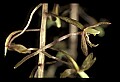 01145-00026-Crane-fly Orchid, Tipularia discolor.jpg