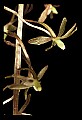 01145-00027-Crane-fly Orchid, Tipularia discolor.jpg