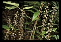 01145-00030-Crane-fly Orchid, Tipularia discolor.jpg