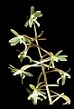 01145-00033-Crane-fly Orchid, Tipularia discolor.jpg