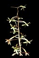01145-00036-Crane-fly Orchid, Tipularia discolor.jpg