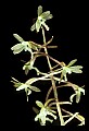 01145-00037-Crane-fly Orchid, Tipularia discolor.jpg