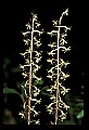 01145-00039-Crane-fly Orchid, Tipularia discolor.jpg