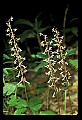 01145-00040-Crane-fly Orchid, Tipularia discolor.jpg