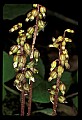 01145-00047-Crane-fly Orchid, Tipularia discolor.jpg