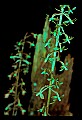 01145-00055-Crane-fly Orchid, Tipularia discolor.jpg