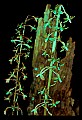 01145-00056-Crane-fly Orchid, Tipularia discolor.jpg