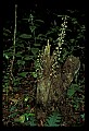 01145-00057-Crane-fly Orchid, Tipularia discolor.jpg
