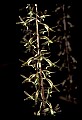 01145-00059-Crane-fly Orchid, Tipularia discolor.jpg