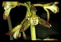 01147-00004-Puttyroot or Adam-and-Eve Orchid, Aplectum hyemale.jpg