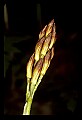 01147-00009-Puttyroot or Adam-and-Eve Orchid, Aplectum hyemale.jpg