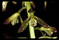 01147-00029-Puttyroot or Adam-and-Eve Orchid, Aplectum hyemale.jpg