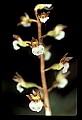 01150-00001-Late Coralroot, Corallorhiza odontorhiza.jpg
