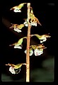 01150-00002-Late Coralroot, Corallorhiza odontorhiza.jpg