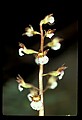 01150-00005-Late Coralroot, Corallorhiza odontorhiza.jpg