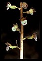 01150-00006-Late Coralroot, Corallorhiza odontorhiza.jpg