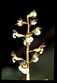 01150-00007-Late Coralroot, Corallorhiza odontorhiza.jpg