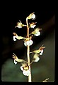 01150-00008-Late Coralroot, Corallorhiza odontorhiza.jpg