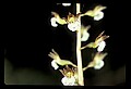 01150-00009-Late Coralroot, Corallorhiza odontorhiza.jpg