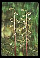 01150-00011-Late Coralroot, Corallorhiza odontorhiza.jpg