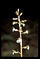 01150-00012-Late Coralroot, Corallorhiza odontorhiza.jpg