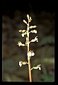 01150-00015-Late Coralroot, Corallorhiza odontorhiza.jpg