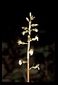 01150-00016-Late Coralroot, Corallorhiza odontorhiza.jpg