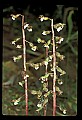 01150-00018-Late Coralroot, Corallorhiza odontorhiza.jpg