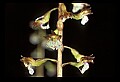 01150-00019-Late Coralroot, Corallorhiza odontorhiza.jpg