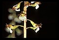 01150-00020-Late Coralroot, Corallorhiza odontorhiza.jpg