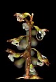 01150-00021-Late Coralroot, Corallorhiza odontorhiza.jpg