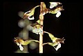 01150-00022-Late Coralroot, Corallorhiza odontorhiza.jpg