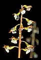 01150-00024-Late Coralroot, Corallorhiza odontorhiza.jpg
