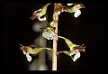 01150-00025-Late Coralroot, Corallorhiza odontorhiza.jpg