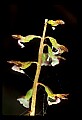 01150-00026-Late Coralroot, Corallorhiza odontorhiza.jpg